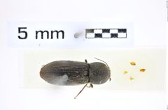Foto (Dorsalansicht) von Phorocardius vicinus (NHMW-ZOO-COL-0008284)